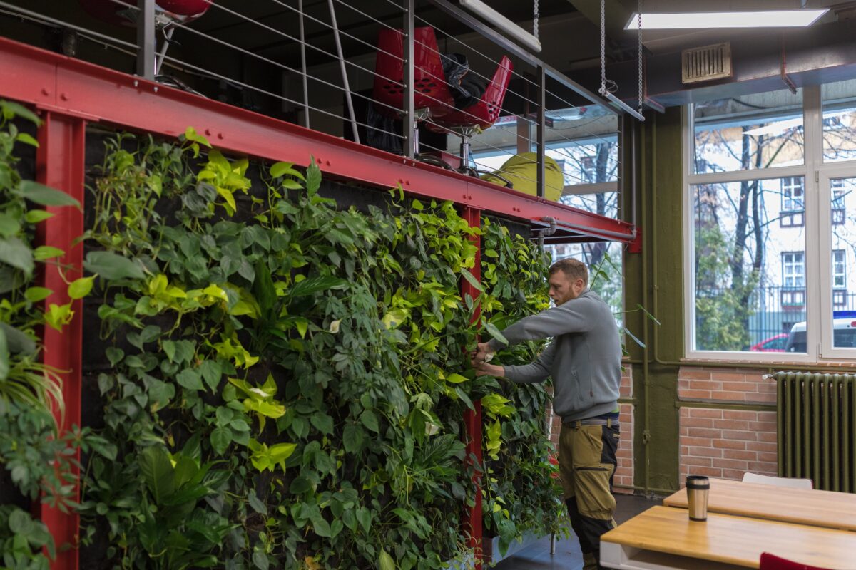 grofie greenwalls tamas koltai