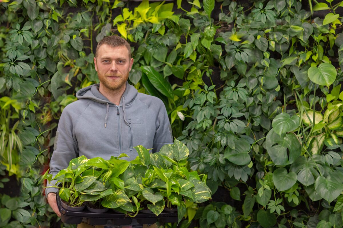 koltai tamas grofie greenwalls